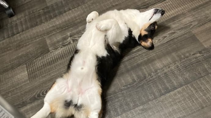20230311の猫たちと時々犬