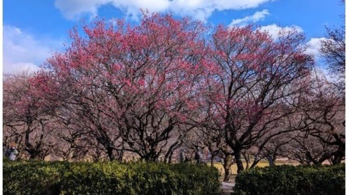 梅林公園