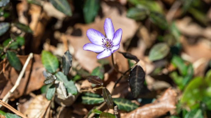 弥生の啓蟄　みかも山公園南口の雪割草