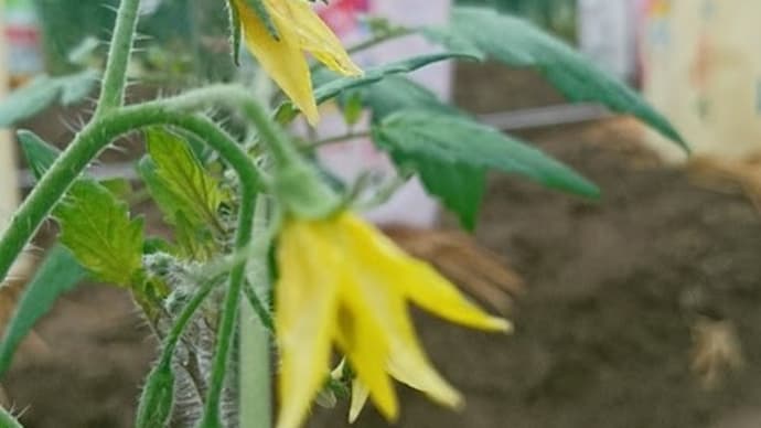 畑デビュー!その後