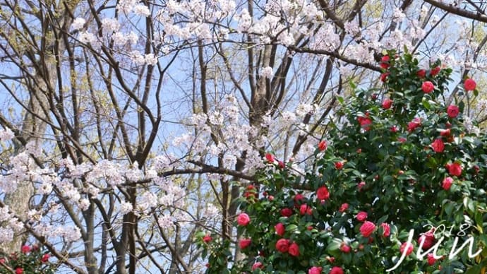 桜とコラボ