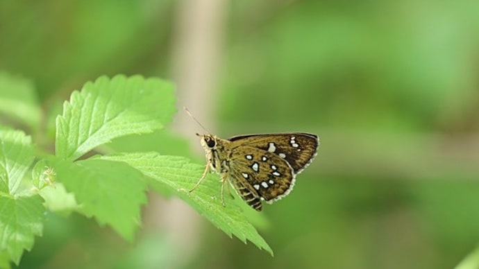 ホソバセセリ サカハチチョウ