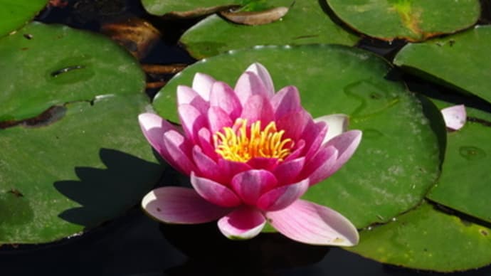 花は癒しの存在に
