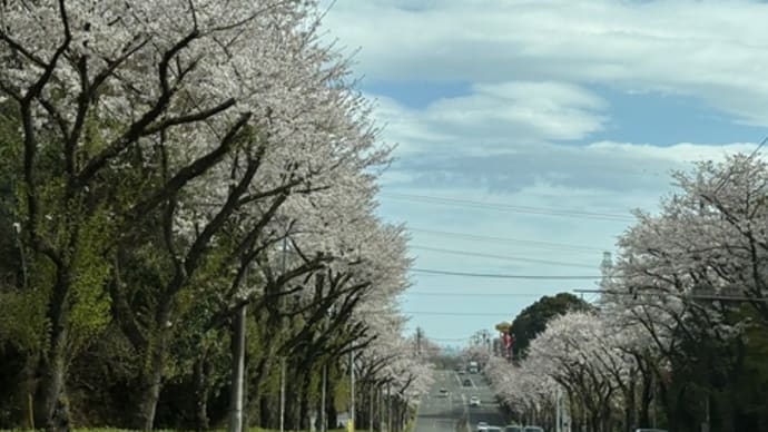 水炊き鍋