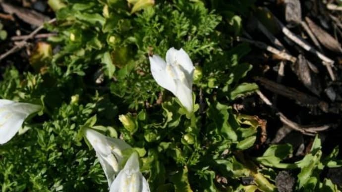 白花鷺苔