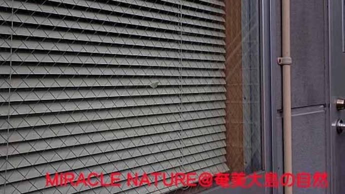 奄美大島の蛾:コヨツメアオシャク
