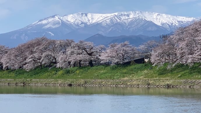 大河原の千本桜