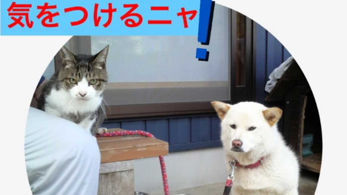 ホワイトアウトは危険すぎる。