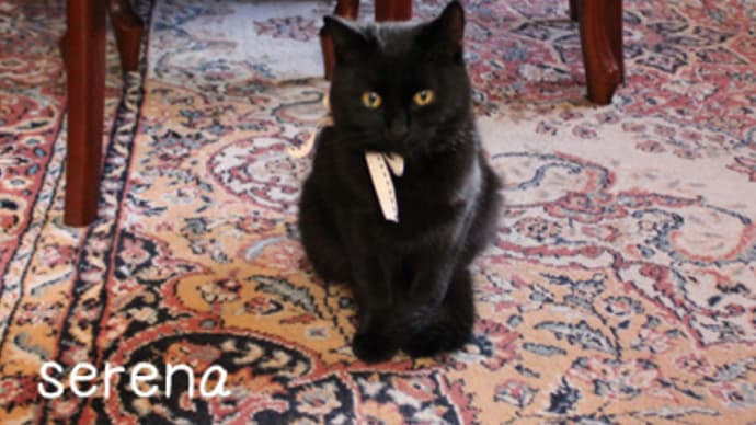9月6日*黒猫の日