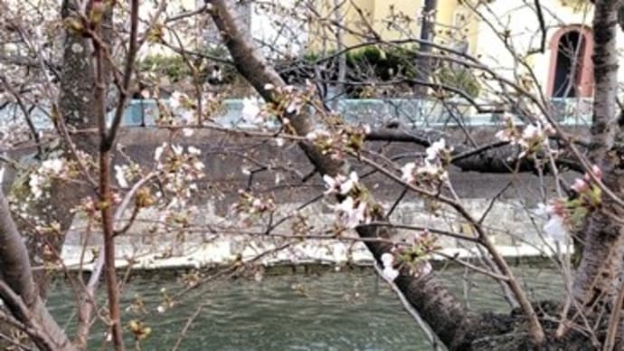 気温乱高下で、なんともせわしない三月末