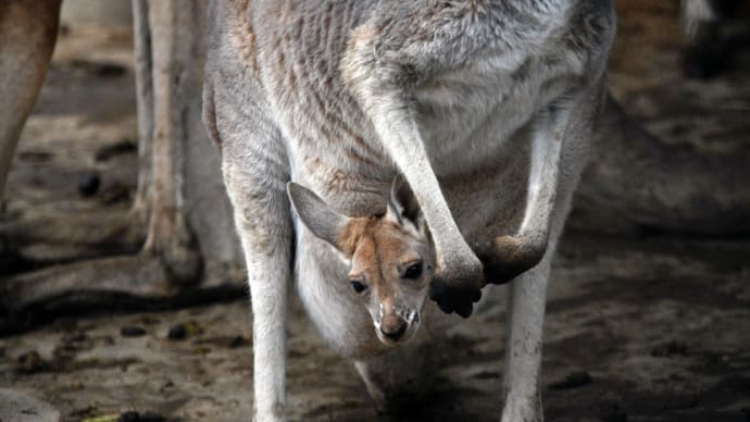 カンガルーの袋から子どもが顔出しています