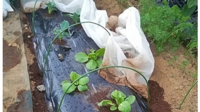 黄芯白菜とブロッコリー(緑嶺)の植え付けと畑の現況