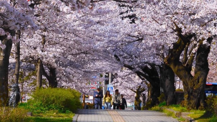2025・4・15 長野盆地は桜満開