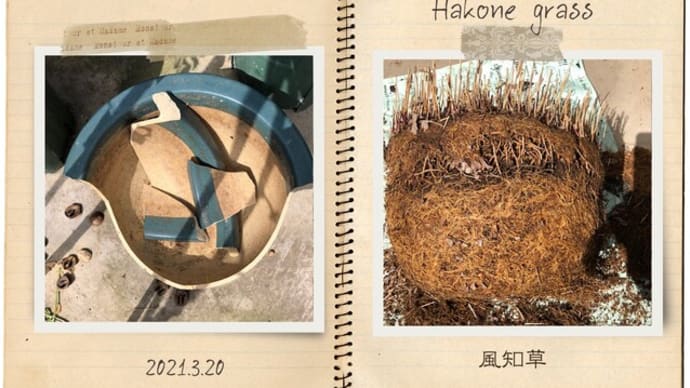 株分け作業