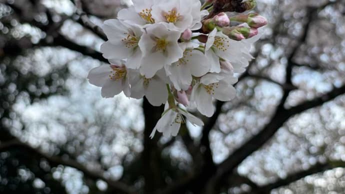 牧場でジェラート
