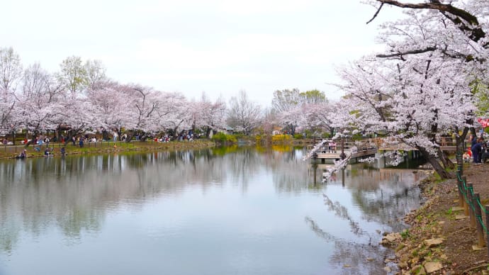 鶴ヶ島桜まつりへ