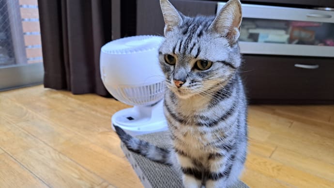 新しいシュークリーム見つけたよ。