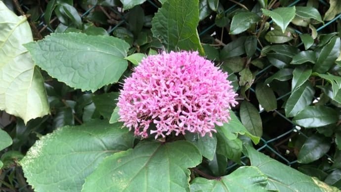 ピンクの花を撮っていたら
