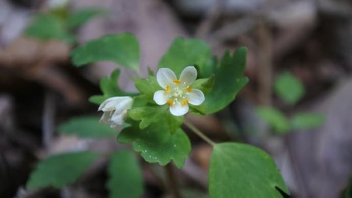 北関東 里山 春の花