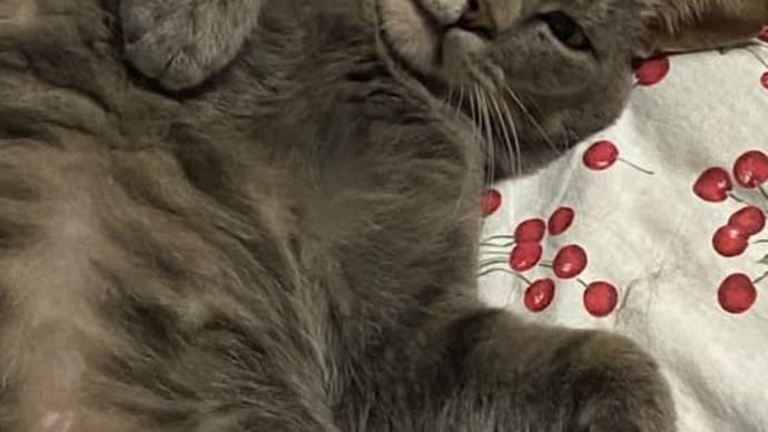 よく眠れます😸