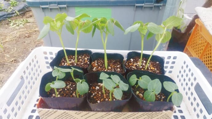 オクラの追加植え