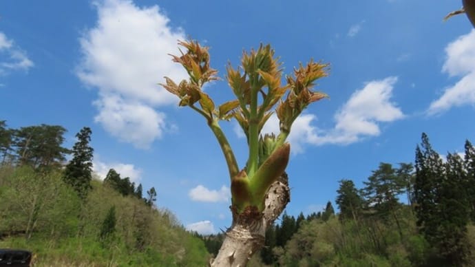 タラの芽
