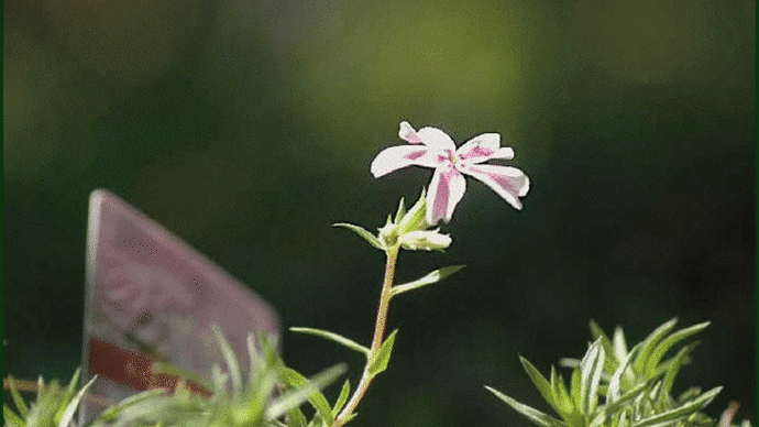 庭先に植えて有ります「芝桜」に、時季外れの花が咲いているのに本日気が付いて・・・