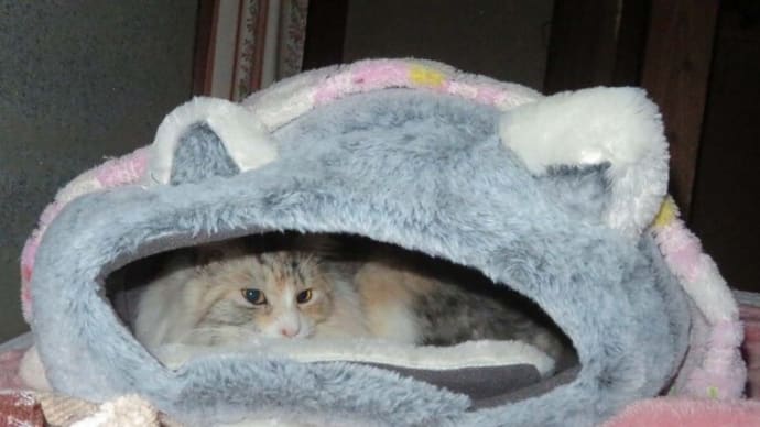 ようやく入居してくれたモカ