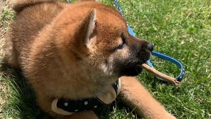 好奇心旺盛な柴犬『ひのき』は、現在「パッパラピー」?!