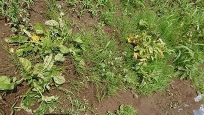 馬鈴薯収穫より草取りメイン
