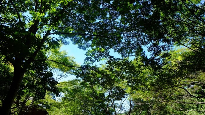 真夏の、ポーン太の森キャンプ場に参りました!!