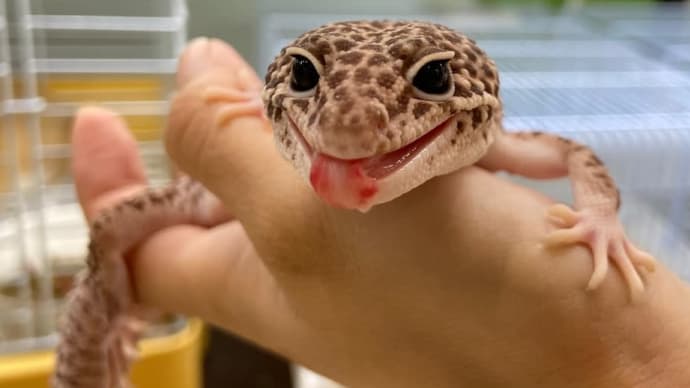 ●ヒョウモントカゲモドキ●