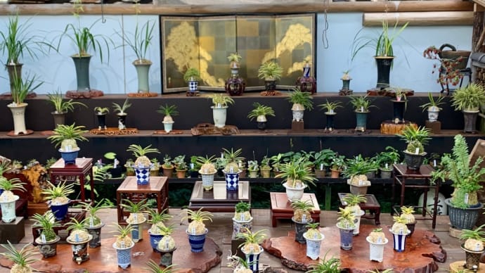 四国山草園 蘭の自慢会　展示品