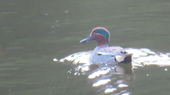 今日はどんな水鳥がいるかな?楽しめる季節
