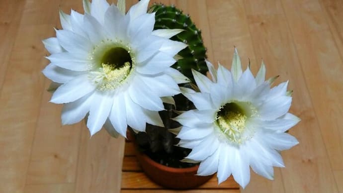 2025年最初の「サボテンの花」は「子サボテン」です