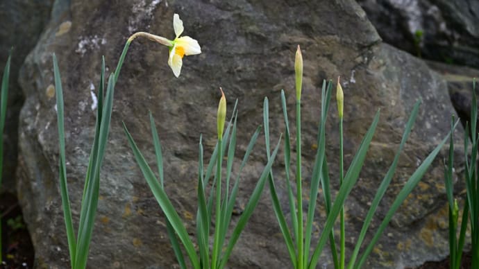 ◆庭の水仙、漸く開花。