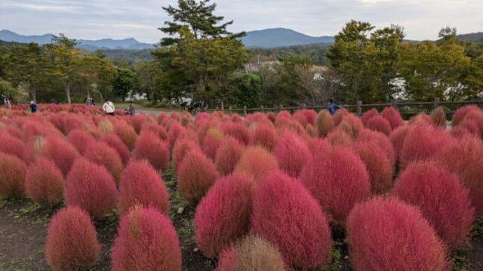 紅く染まったコキアを見に