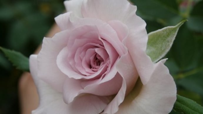 綺麗に咲いたニューウェーブと草花の入れ替え&情けは人の為ならず?