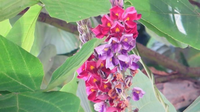 メモ帳1166ページ 秋の七草の一つ くずの花