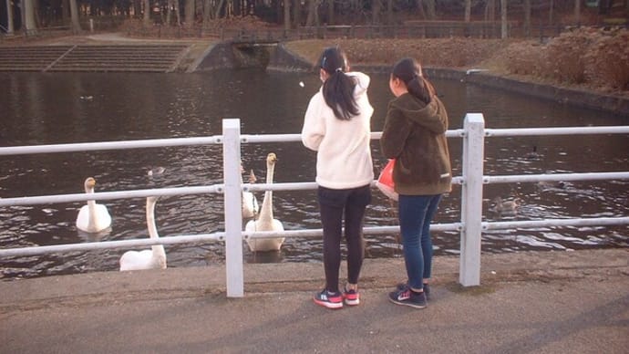 子供と白鳥とマロン🐰