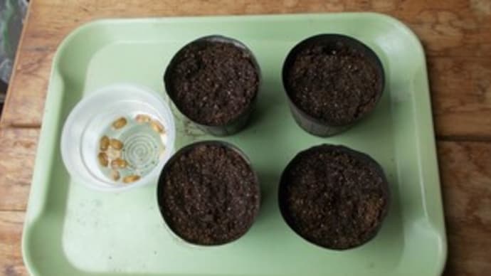 ゴーヤーの種まきをしました。