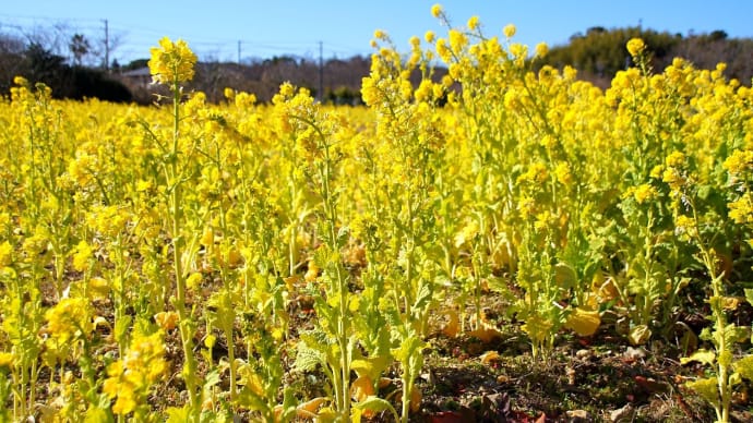 人知れず咲く菜の花