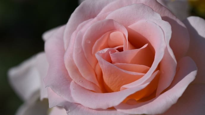 王侯貴族の薔薇 (神戸市立須磨離宮公園) 2022.05.22