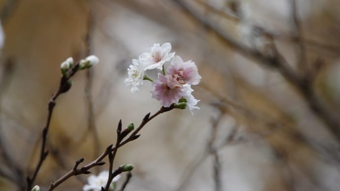 コブクザクラ ～冬咲く桜～