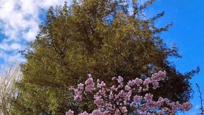 神社の早咲き桜・・🌸⛩✨