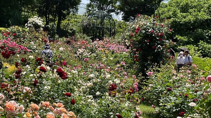 横浜市こども植物園 バラ園 May 2024