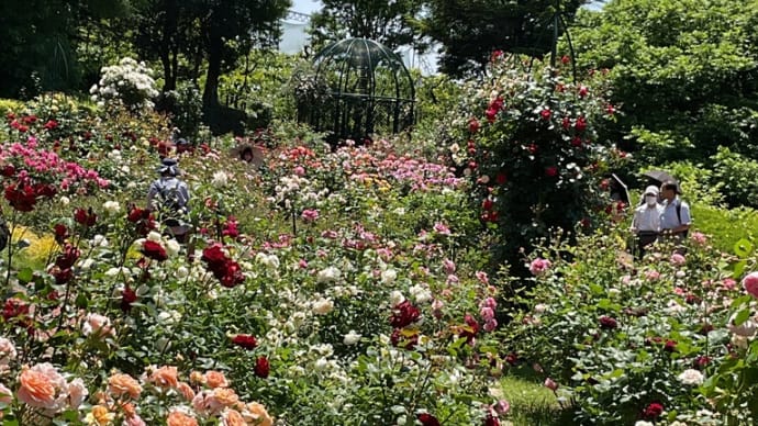 横浜市こども植物園　バラ園　May 2024