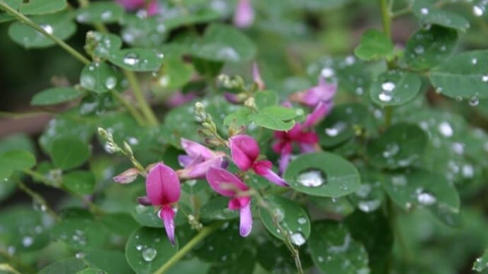 二度目の萩の花