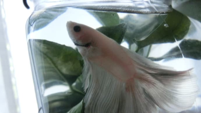 カメラ目線を決めるベタ?!
