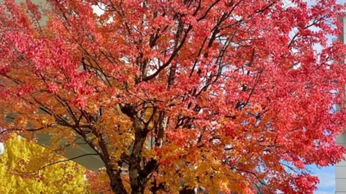 紅葉がキレイだったので♪写真に撮りました!!(・ω・)b